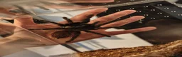 Tarantulas invertebrates for sale: Brazilian blue FEMALE 3 years old in Eastleigh - Advert 1