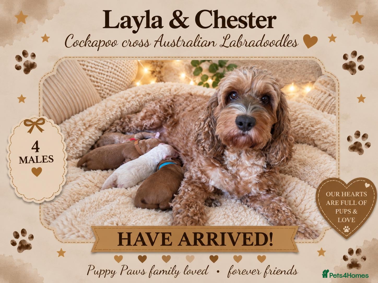 Australian Labradoodle dogs for sale: Stunning Australian Labradoodles x Cockapoo pups🩷 - Advert 12