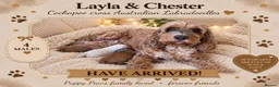 Australian Labradoodle dogs for sale: Stunning Australian Labradoodles x Cockapoo pups🩷 in Spalding - Advert 1