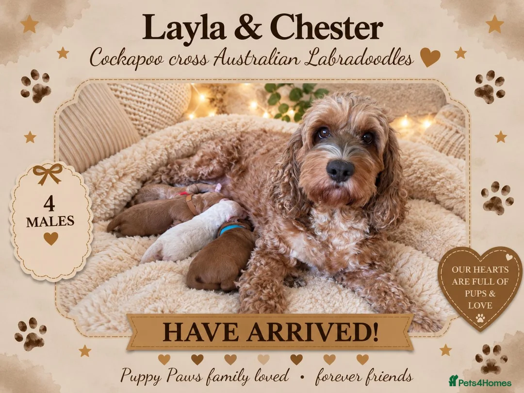 Australian Labradoodle dogs for sale: Stunning Australian Labradoodles x Cockapoo pups🩷 in Spalding - Advert 1