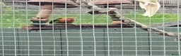 Parakeets birds for sale: Birds  - Advert 2