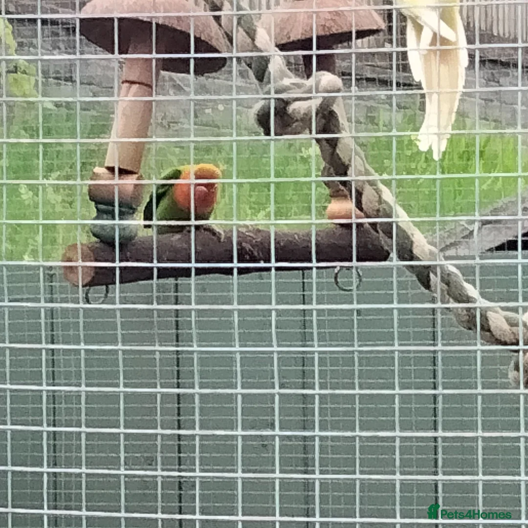 Parakeets birds for sale: Birds  - Advert 2