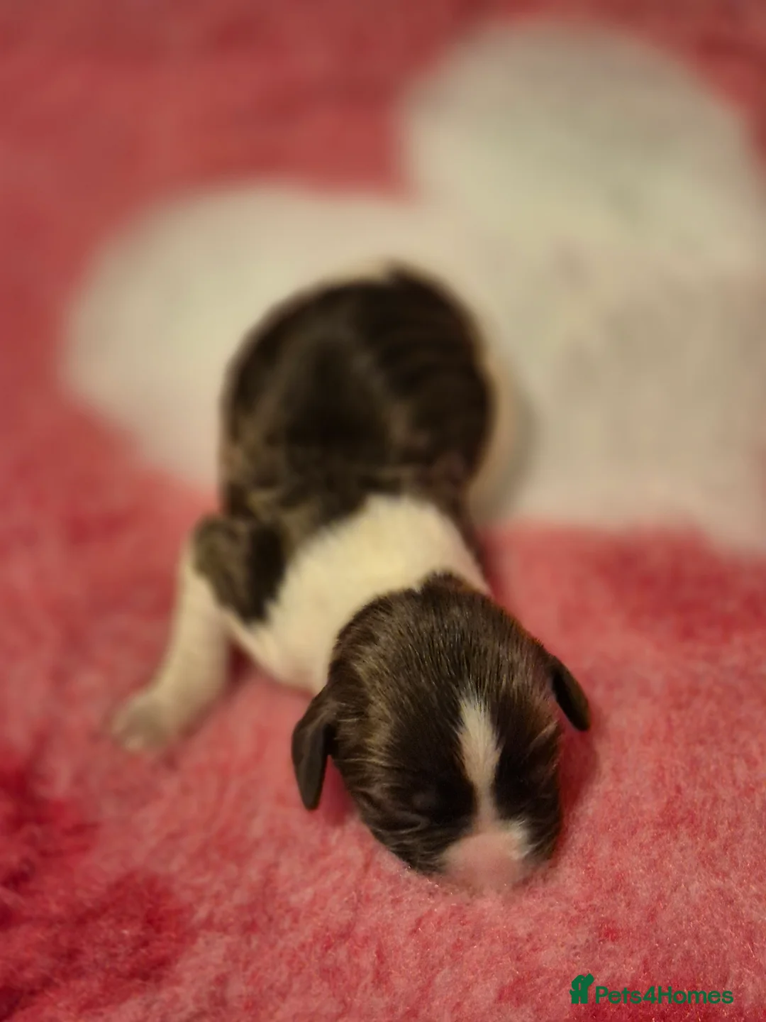 English Springer Spaniel dogs for sale:  Beautiful Liver & White Springer Spaniels - Advert 12