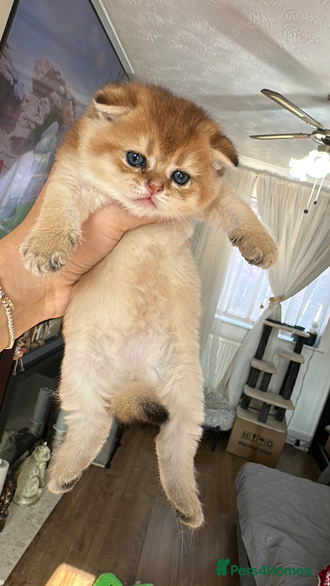 Scottish Fold cats for sale: 🐾Golden Teddy Bears – Ready for Reservation - Image 1