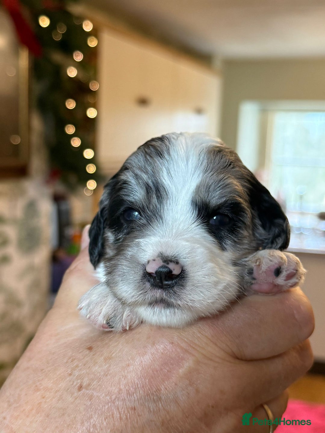 Sproodle dogs for sale: Merle F1 Sproodles 5⭐️Licenced Breeder full DNA - Advert 11