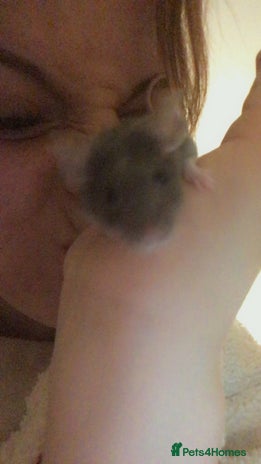 Mixed Breed rodents - Advert 1