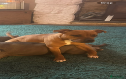 Staffordshire Bull Terrier dogs for sale: Female red staff for sale - Image 2