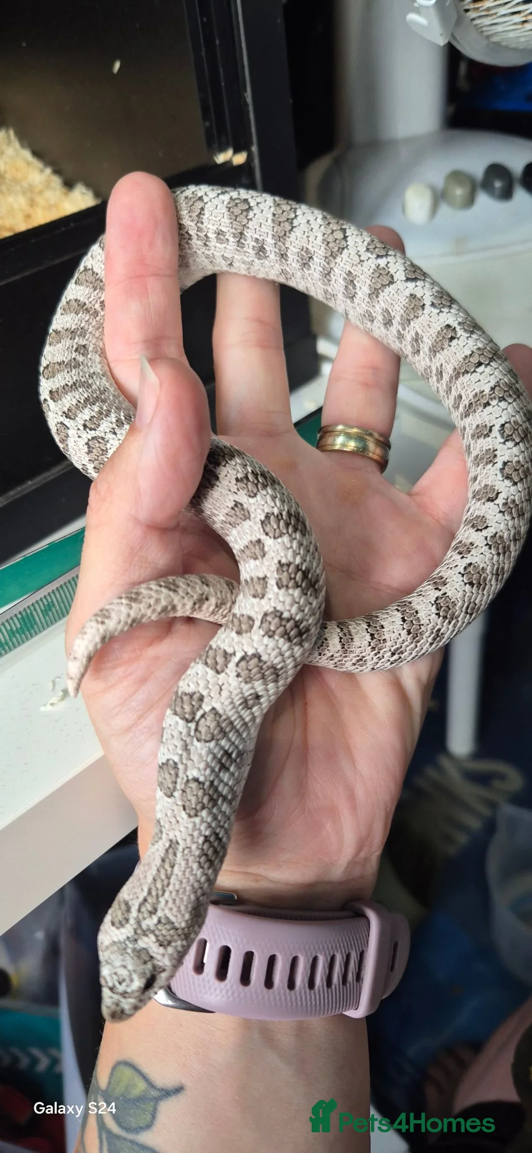 Snake reptiles for sale: 2yr old male hognose  - Advert 2