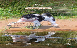 Miniature Poodle dogs for sale: Waiting list ONLY - Advert 2