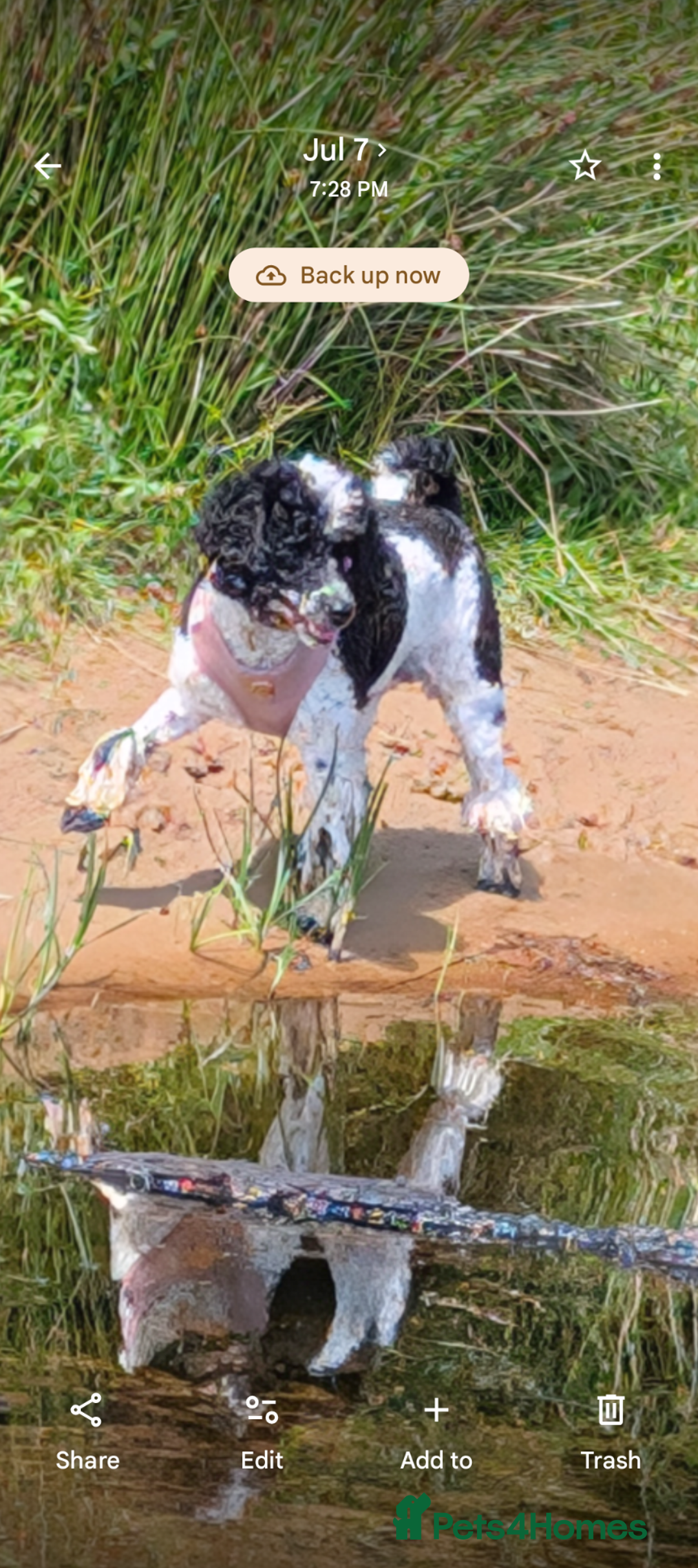 Miniature Poodle dogs for sale: Waiting list ONLY - Advert 2