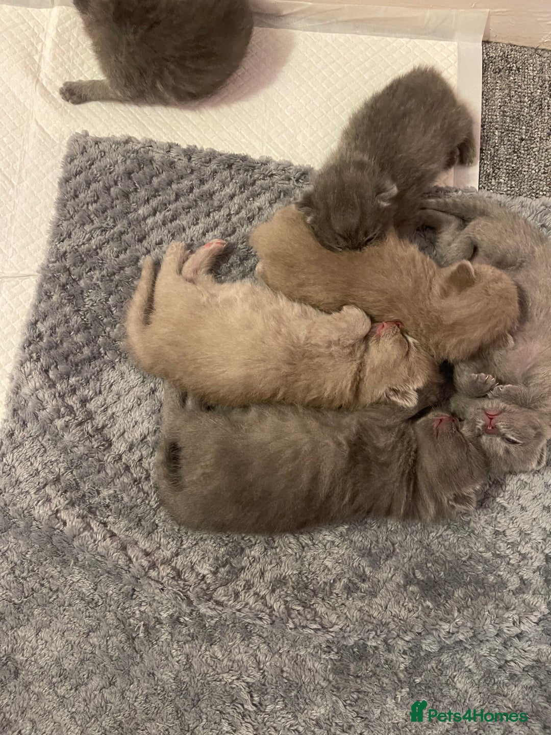 British Shorthair cats for sale: British Shorthair Kittens 🐾💜 - Image 5