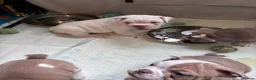 Mixed Breed dogs for sale: Olde English bulldog cross puppies - Advert 11
