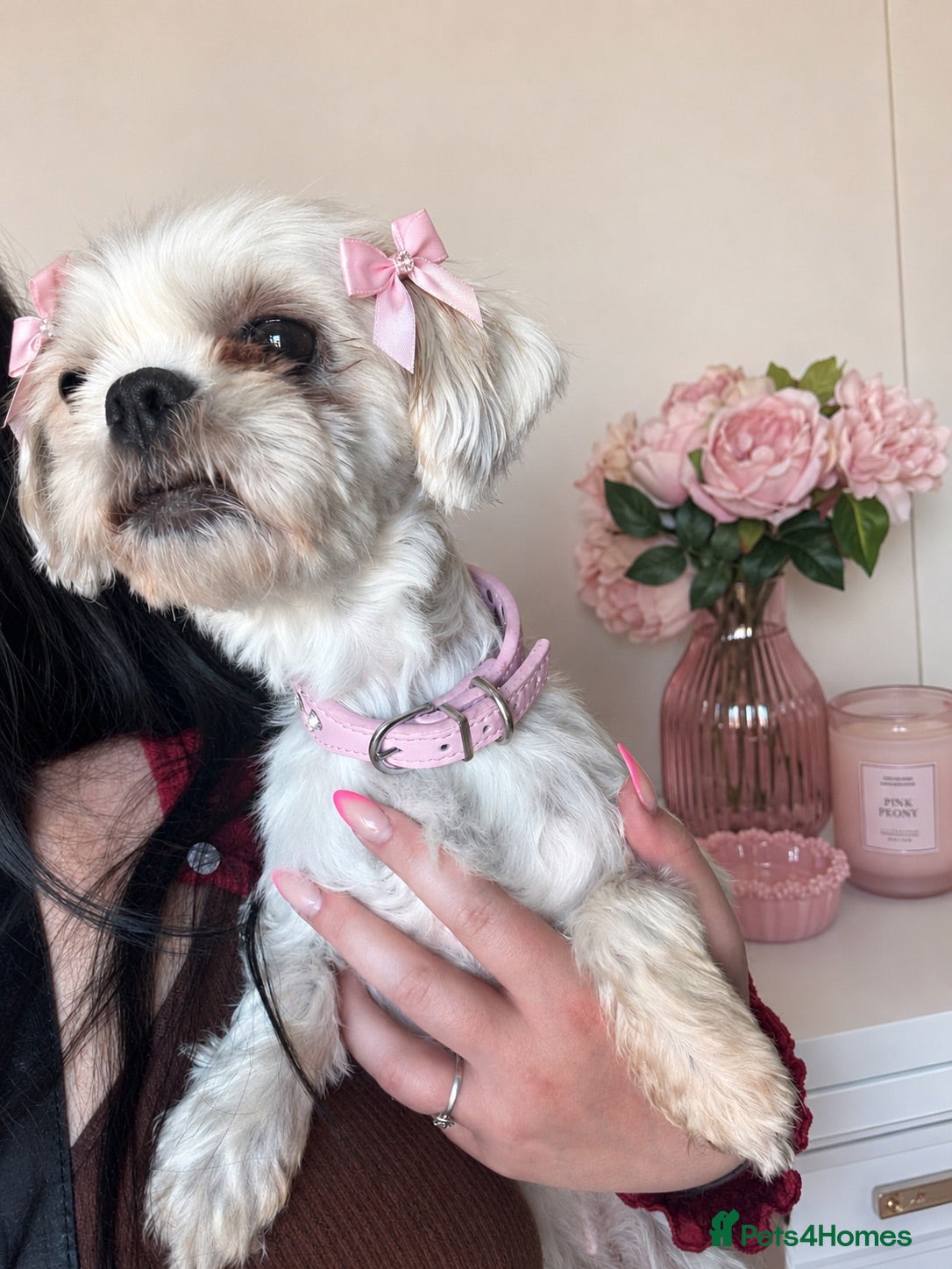 Shih Tzu dogs Two beautiful Shih Tzu for rehoming - Advert 1