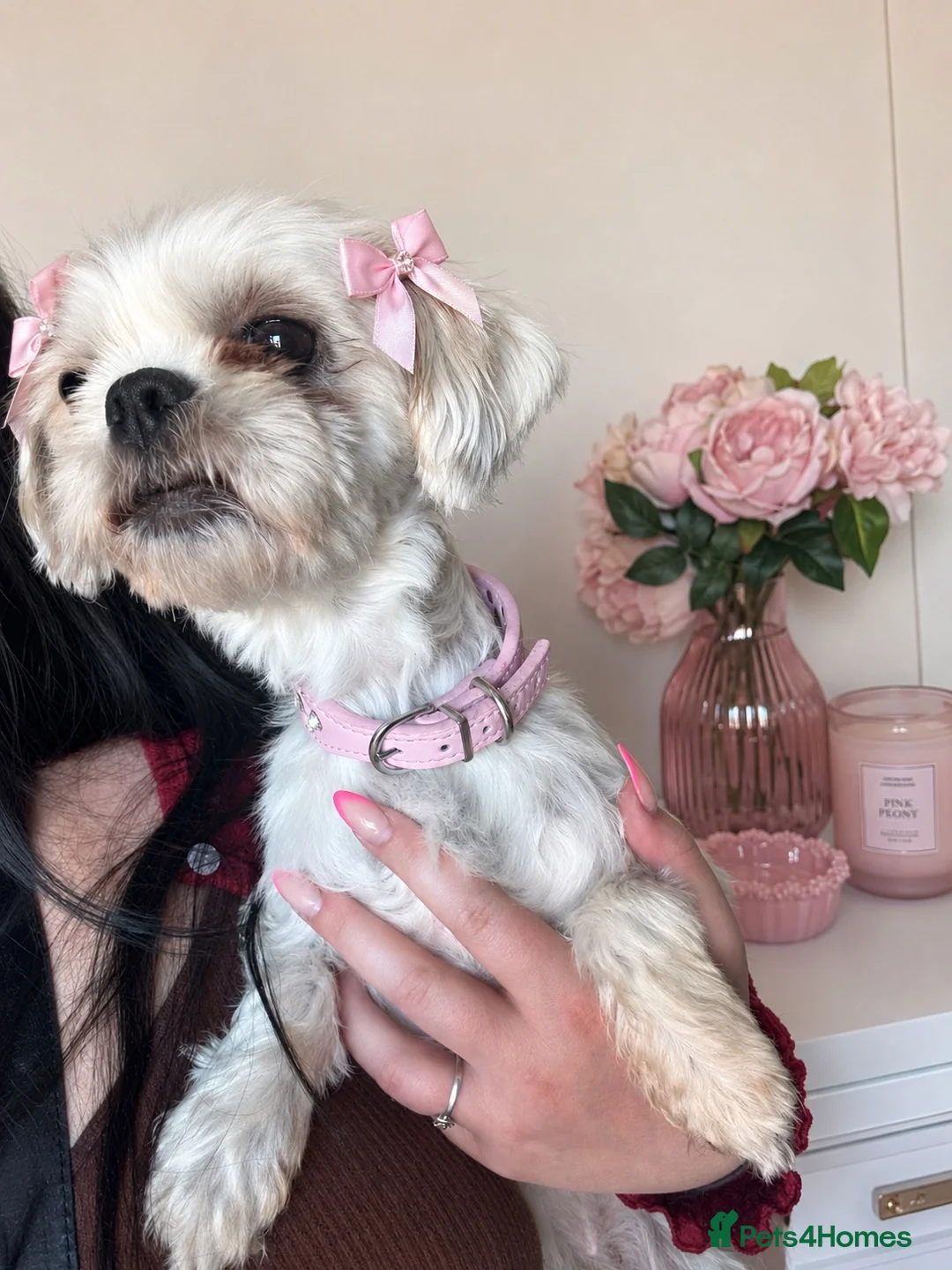 Shih Tzu dogs for sale: Two beautiful Shih Tzu for rehoming - Advert 1