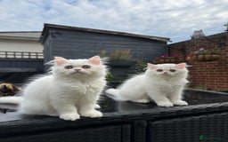 Persian cats for sale: 2 white Gorgeous Persian Boys - Image 31