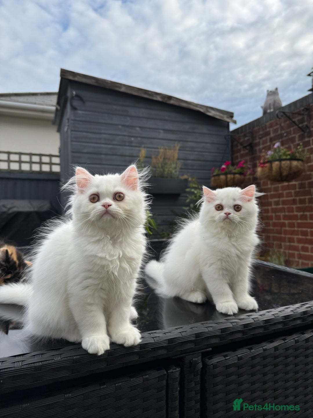 Persian cats for sale: 2 white Gorgeous Persian Boys - Image 31