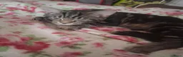 Mixed Breed cats for sale: Looking for a Good home for my Tabby Male Kitten  in Banbury - Advert 3