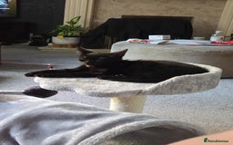 British Shorthair cats for sale: Black/brown kitten 😸  - Image 1