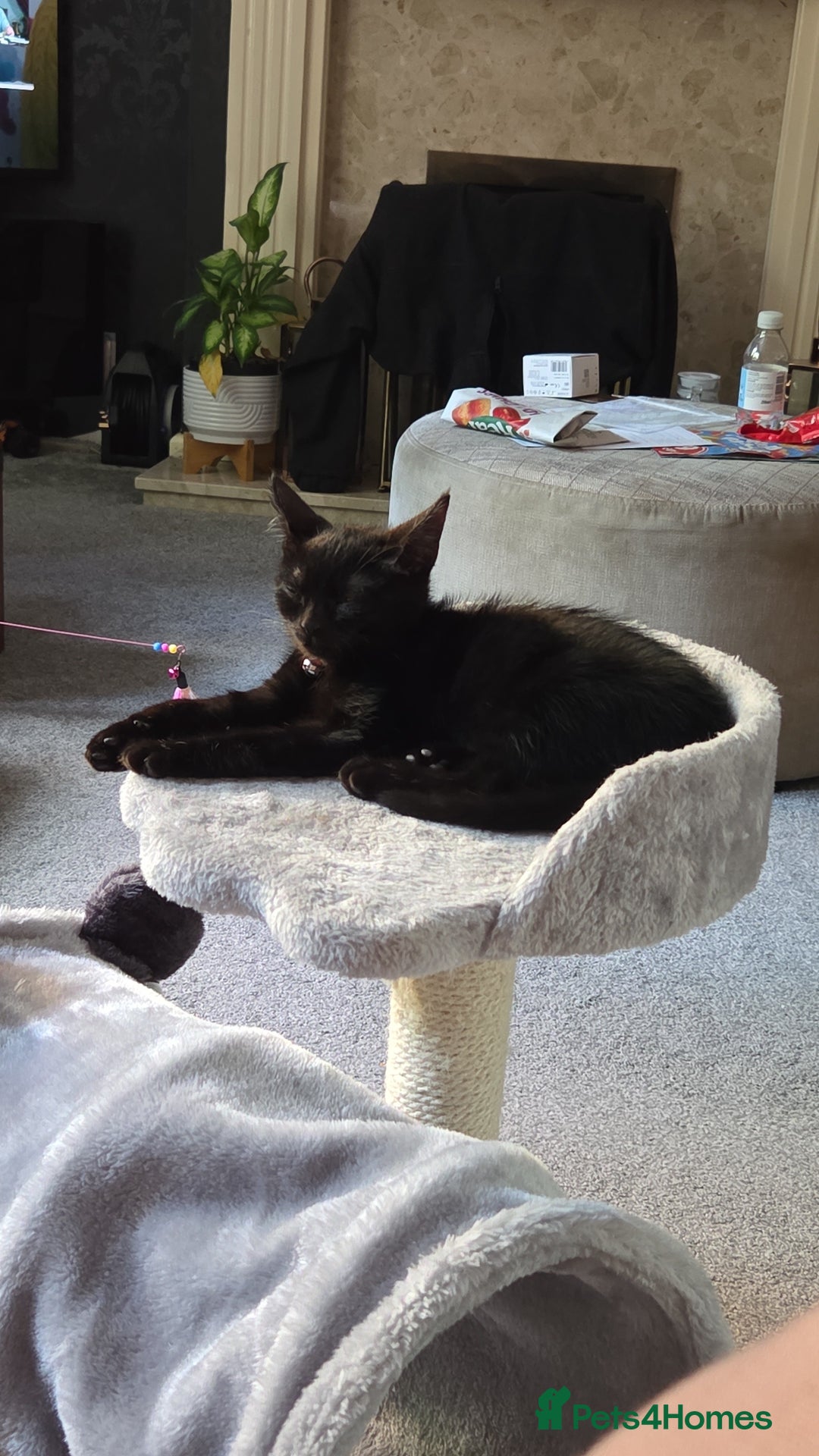 British Shorthair cats for sale: Black/brown kitten 😸  - Image 1