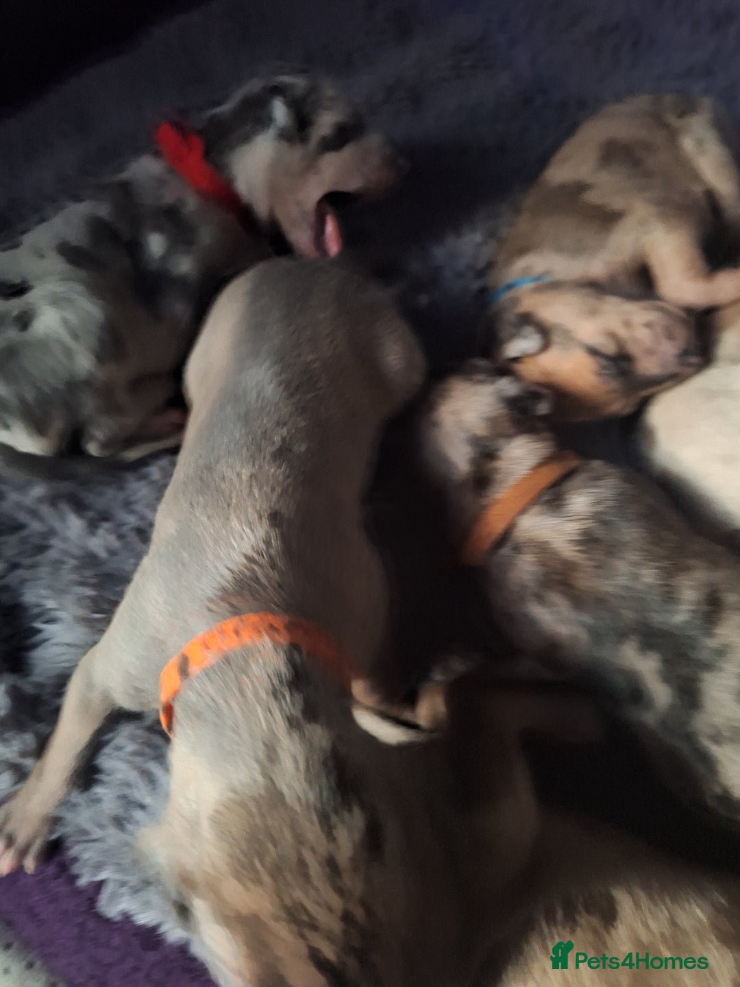 Lurcher dogs for sale: Saluki Lurcher  - Image 33