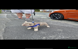 French Bulldog dogs for sale: ** frenchies  - Image 6