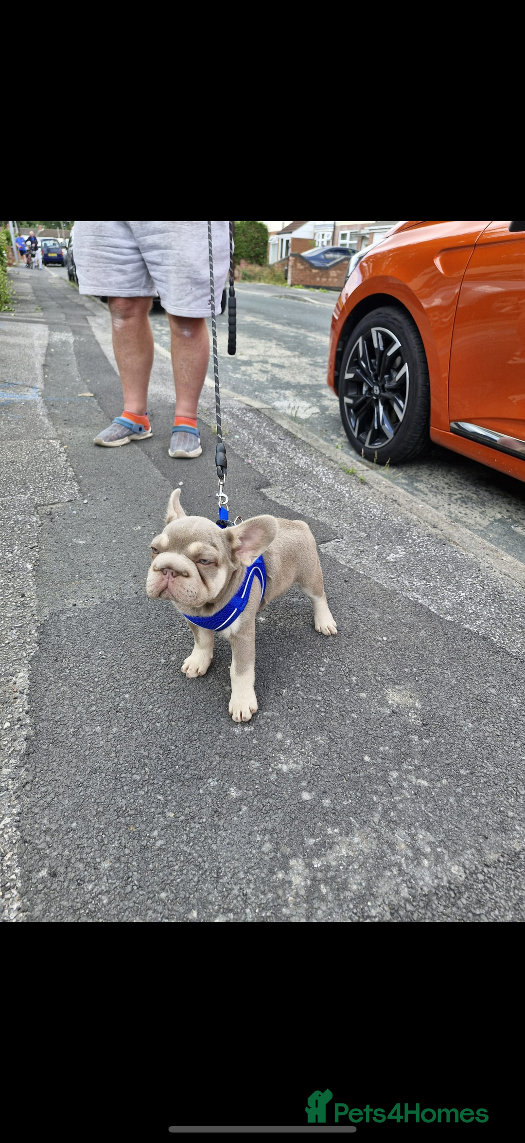 French Bulldog dogs for sale: ** frenchies  - Image 6