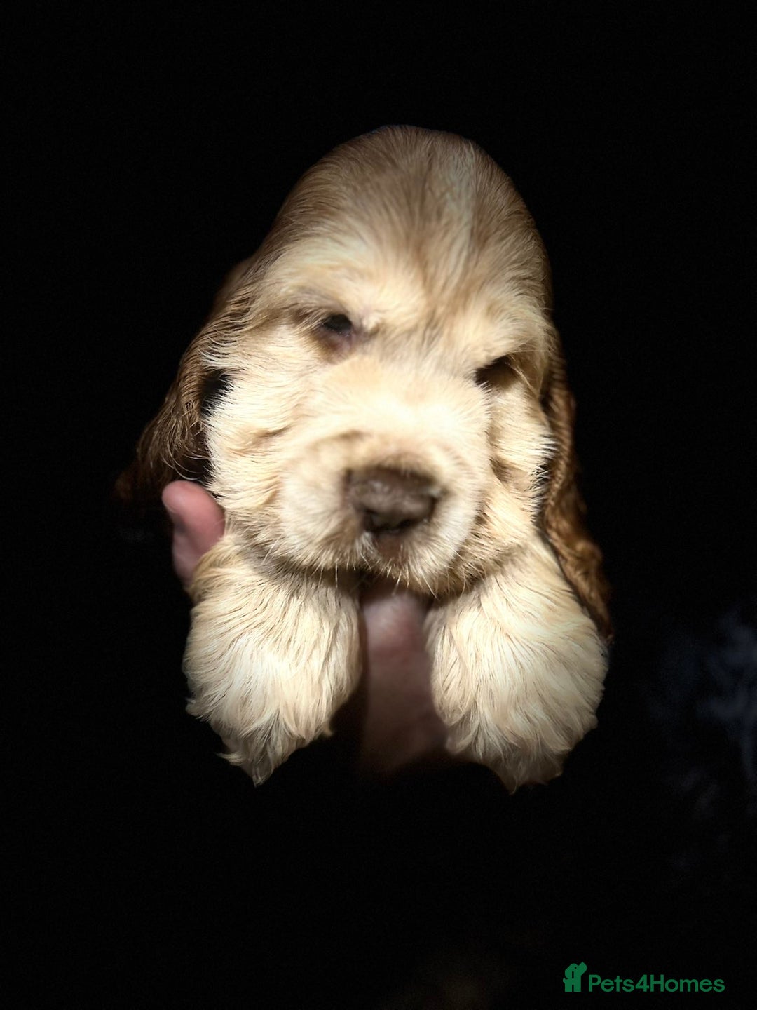 Cocker Spaniel dogs for sale: 💚2 boys available 💚show cocker spaniel puppies  - Advert 29