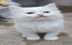 Ragdoll cats for sale: Ragdoll kittens - Advert 6