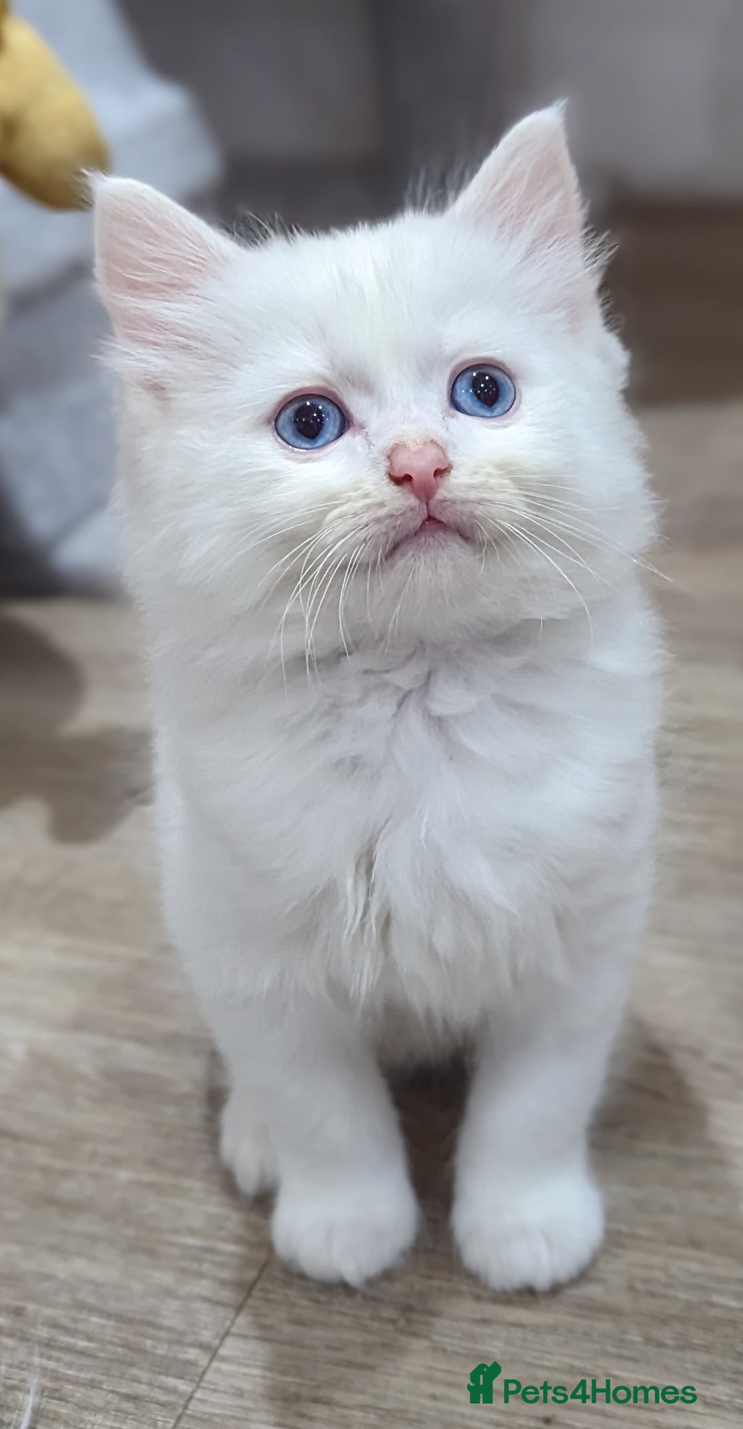 Ragdoll cats for sale: Ragdoll kittens - Advert 6