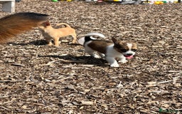 Chihuahua dogs for sale: Chihuahua X puppies  - Image 14