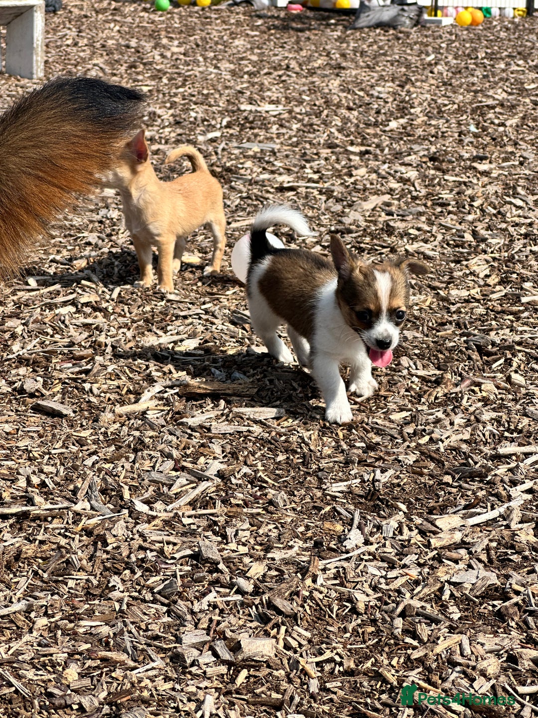 Chihuahua dogs for sale: Chihuahua X puppies  - Image 14