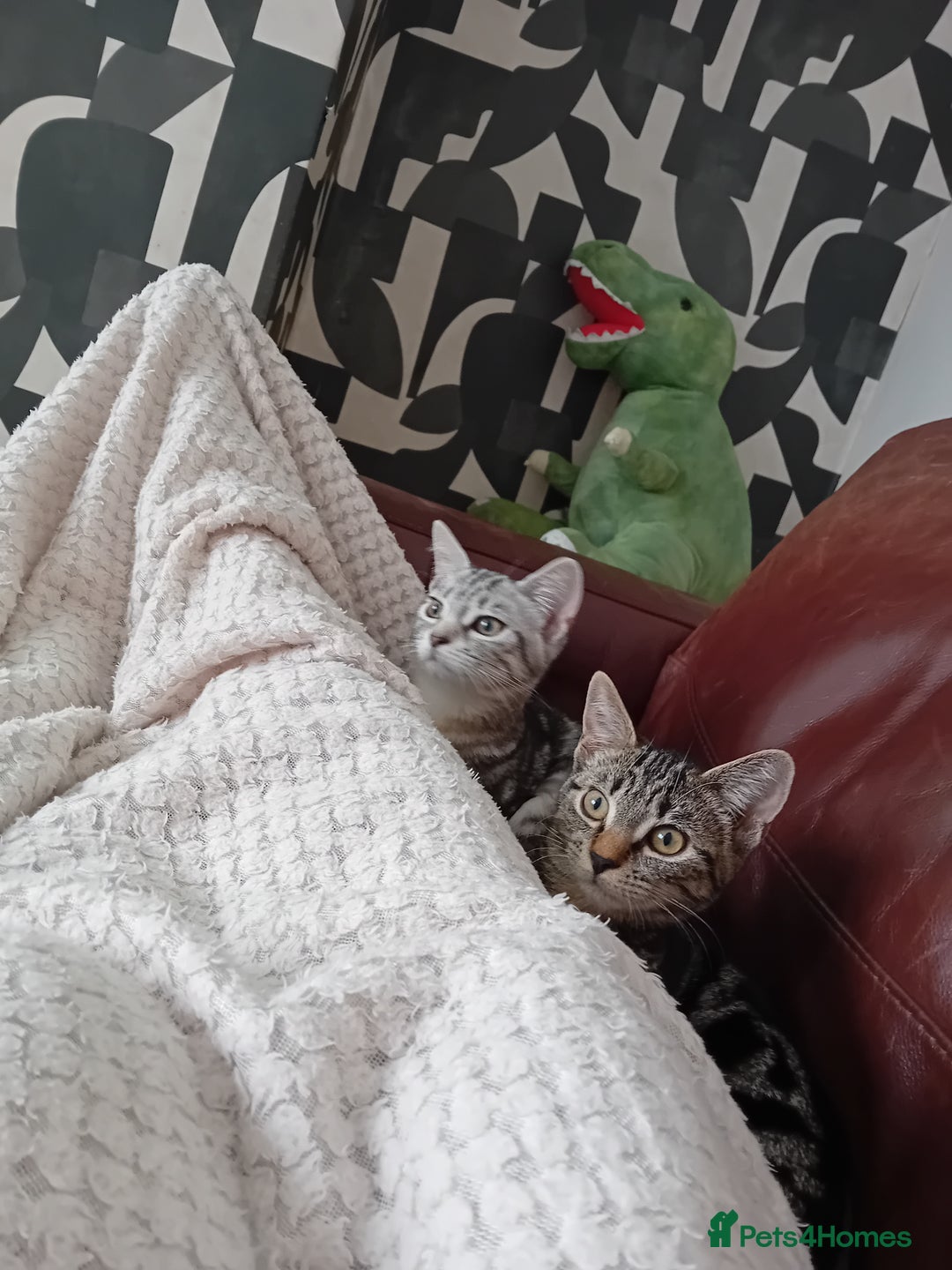 Domestic Shorthair cats for sale: Female kitten - Image 2