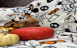 Labrador Retriever dogs for sale: Labrador pups - Image 13