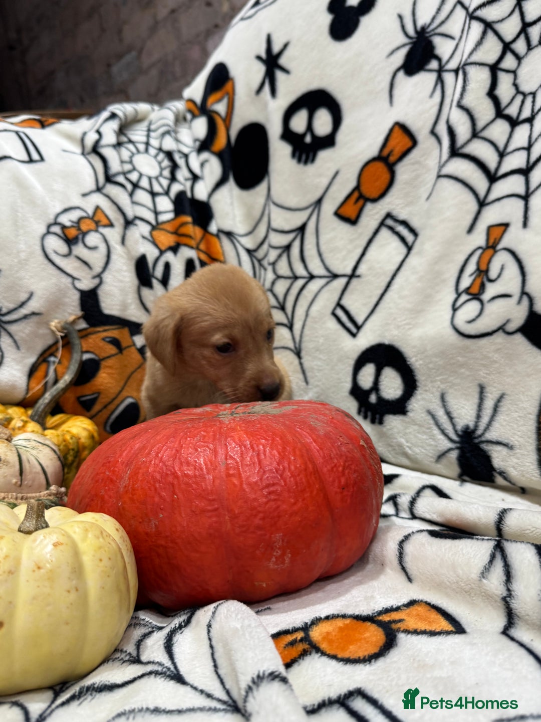 Labrador Retriever dogs for sale: Labrador pups - Image 13