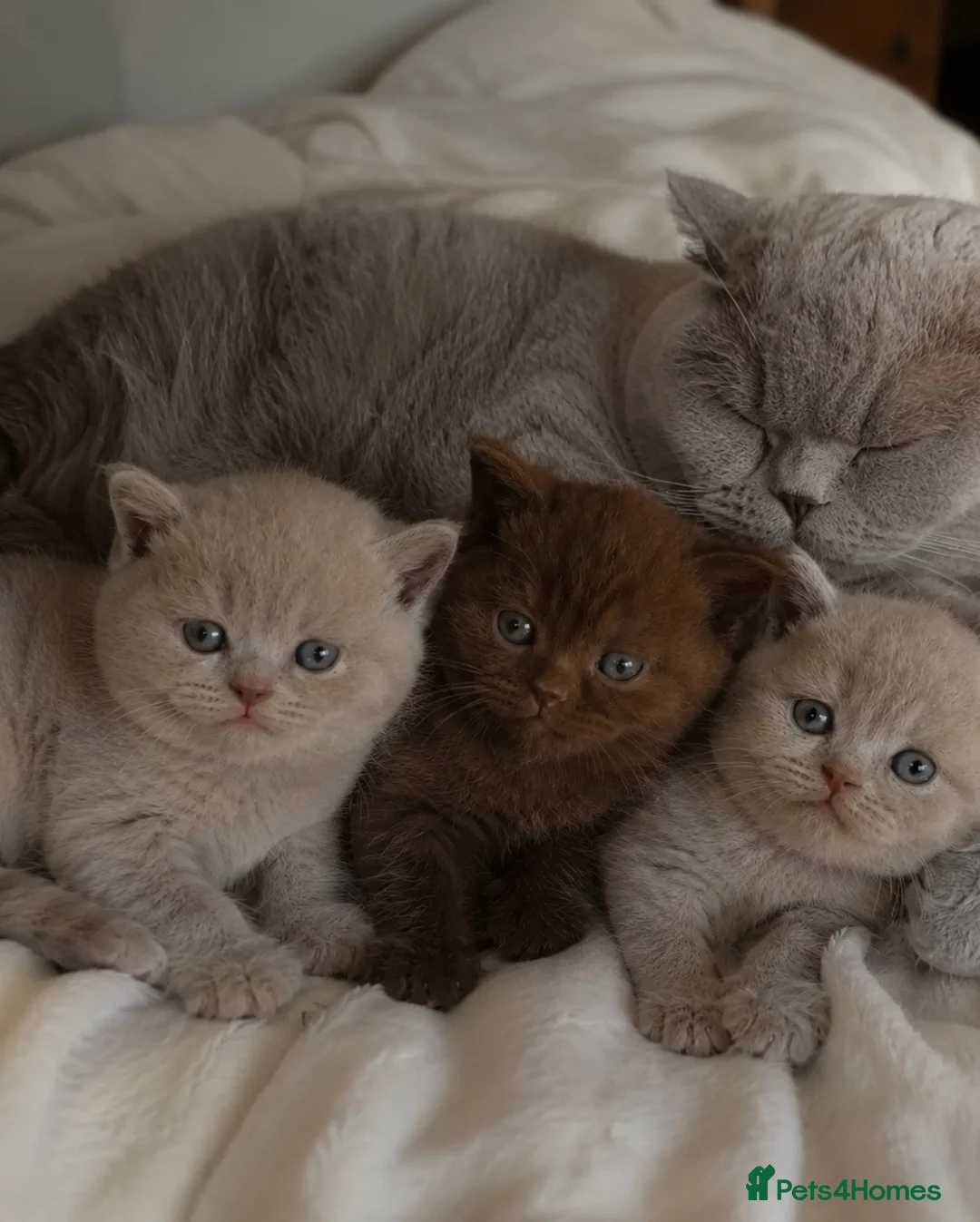 British Shorthair cats for sale: Adorable lilac/fawn British shorthair kittens - Advert 10