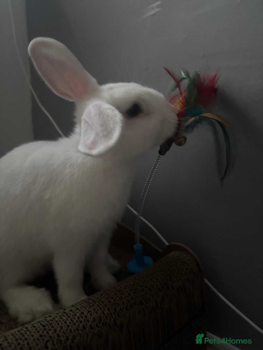 Mixed Breed rabbits for sale: 2 doe bunnies  - Advert 3
