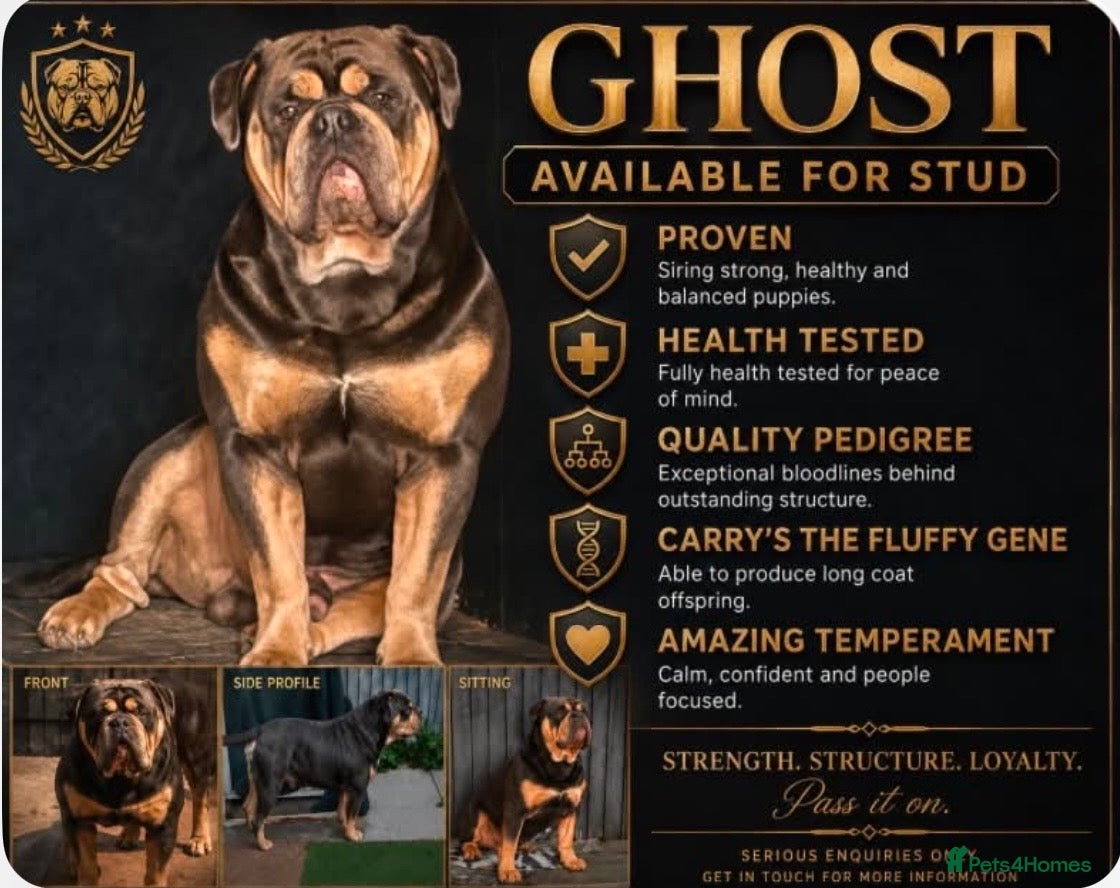 Dorset Olde Tyme Bulldogge dogs Proven LH fluffy carrier - Advert 20