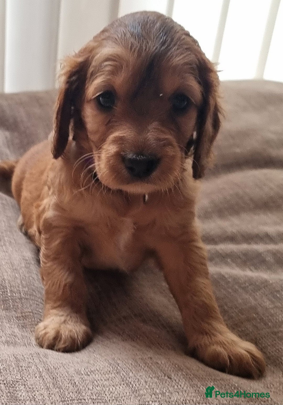 Cockapoo dogs for sale: Cockapoo's - Image 33
