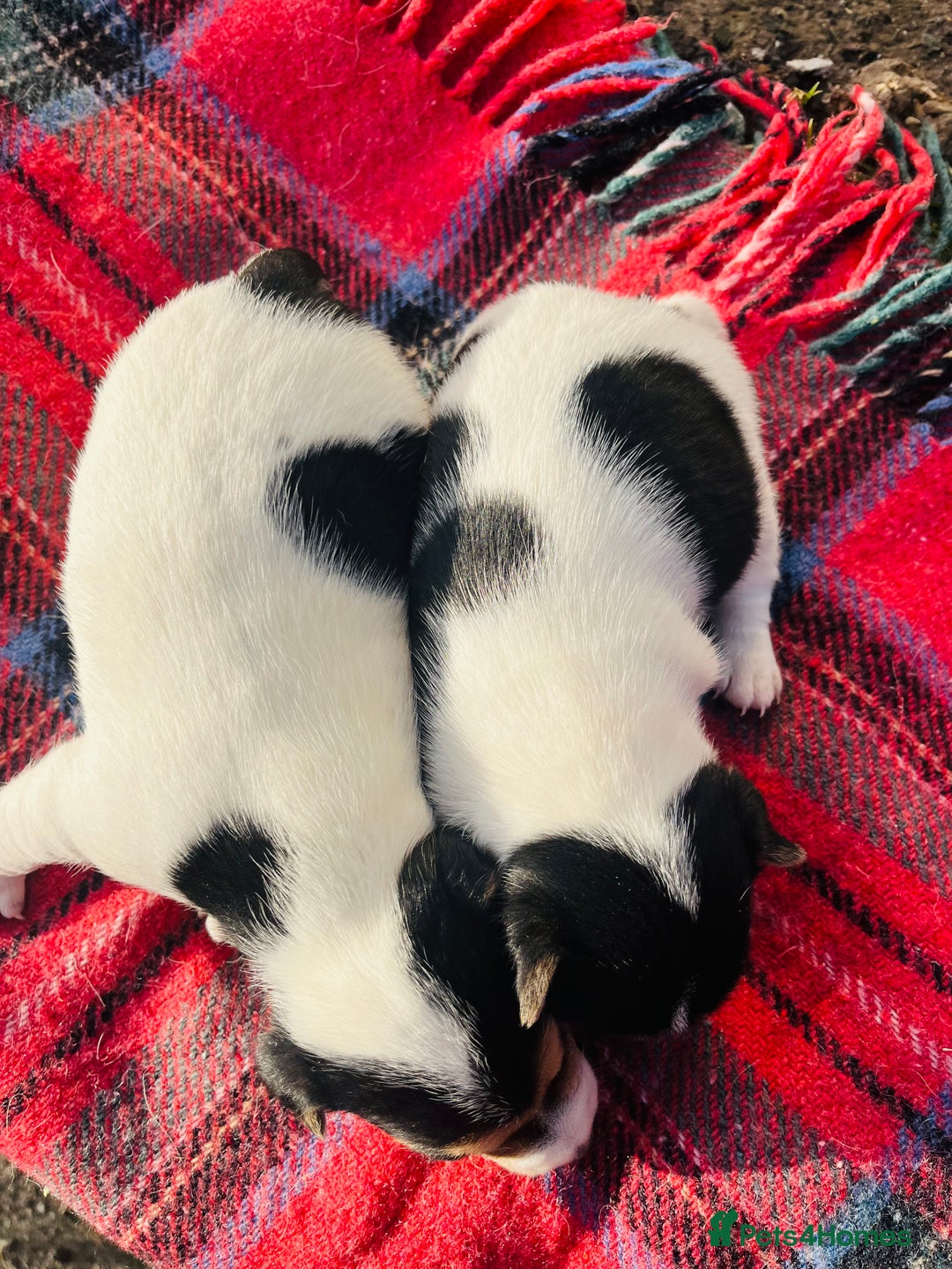 Jack Russell dogs for sale: DOCKED Beautiful White & Tri coloured Girls  - Advert 4