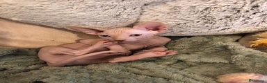 Sphynx Kitten 4
