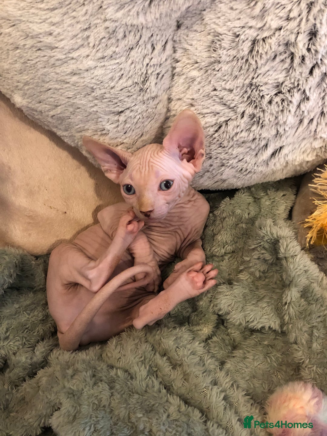 Sphynx cats for sale: Sphynx kittens - Advert 5