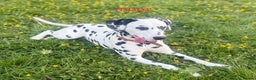 Dalmatian dogs for sale: 5 Generation KC Registered Dalmatians Boys - Advert 3