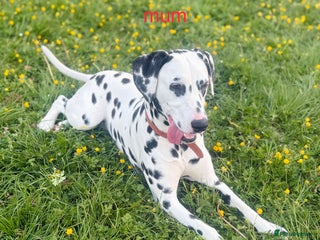 Dalmatian dogs - Advert 23