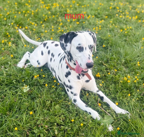 Dalmatian dogs - Advert 2