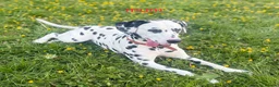 Dalmatian dogs for sale: 5 gen KC Dalmatians AVAILABLE NOW - Advert 12