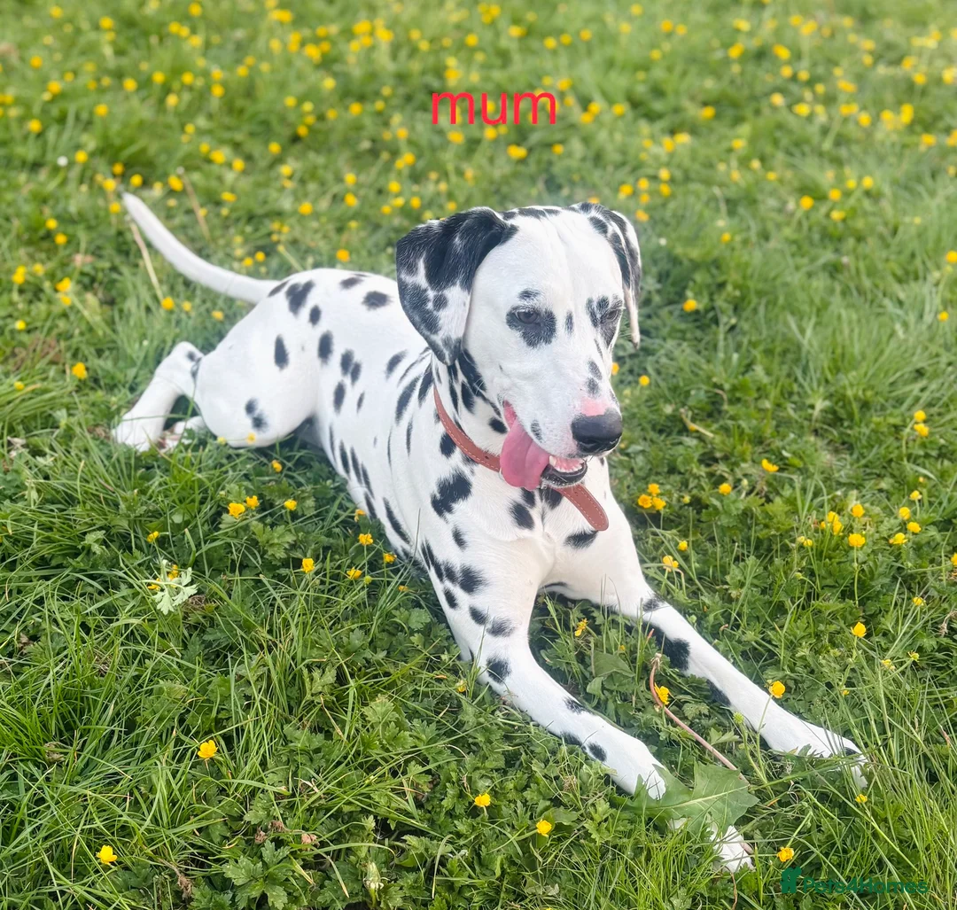 Dalmatian dogs for sale: 5 gen KC Dalmatians AVAILABLE NOW - Advert 12