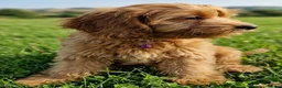 Cavapoo dogs for sale: Cavapoo Puppies looking for their forever homes - Advert 8