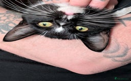 Mixed Breed cats for sale: Kitten for sale  - Image 1