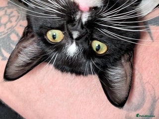 Mixed Breed cats - Advert 27