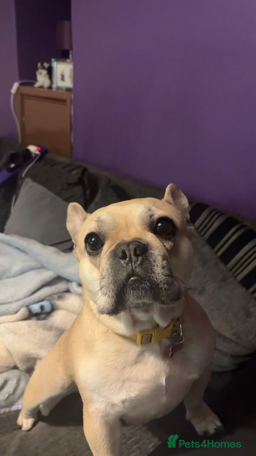 French Bulldog dogs for sale: KC registered 3 year old french bulldog - Advert 1